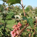 Neillia sinensis feuille P2A